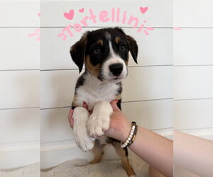 Border Collie-Unknown Mix Dogs for adoption in Sandy, UT, USA