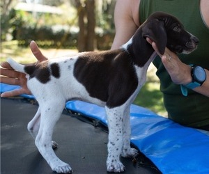 German Shorthaired Pointer Puppy for sale in WESLEY CHAPEL, FL, USA