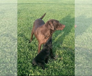 Mother of the Labrador Retriever puppies born on 03/15/2023