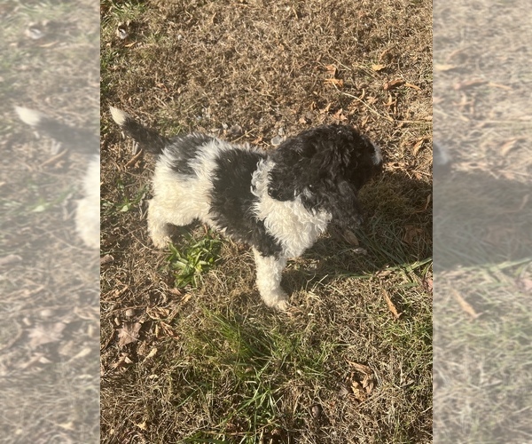 Medium Photo #2 Poodle (Standard) Puppy For Sale in LAWRENCEBURG, TN, USA
