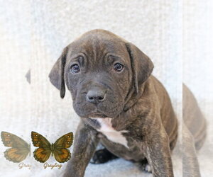 Mutt Dogs for adoption in Wakefield, RI, USA