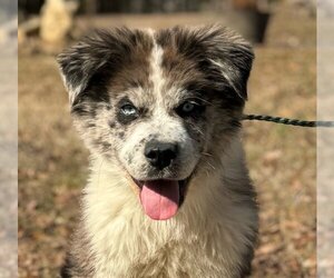 Australian Shepherd-Huskies  Mix Dogs for adoption in Yardley, PA, USA