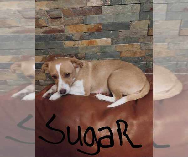 Medium Photo #1 Jack Chi Puppy For Sale in MINNEOLA, FL, USA