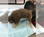 Small Photo #8 Australian Shepherd Puppy For Sale in MERIDIANVILLE, AL, USA