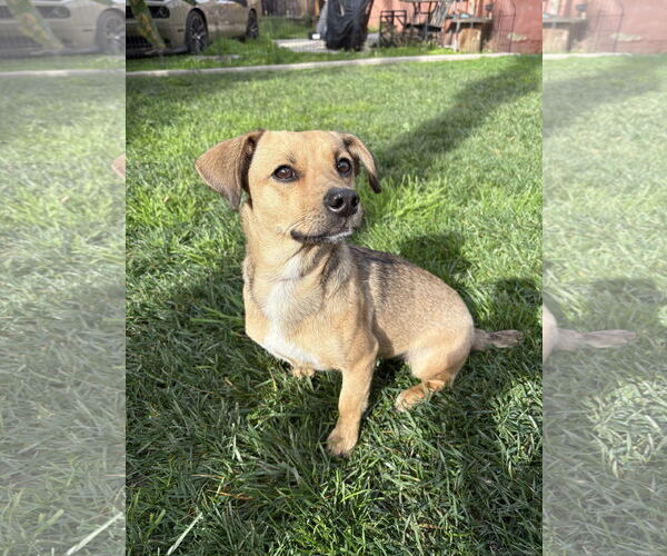 Medium Photo #4 Dachshund Puppy For Sale in Menifee, CA, USA