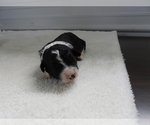 Small Photo #10 Bordoodle Puppy For Sale in CARLISLE, KY, USA