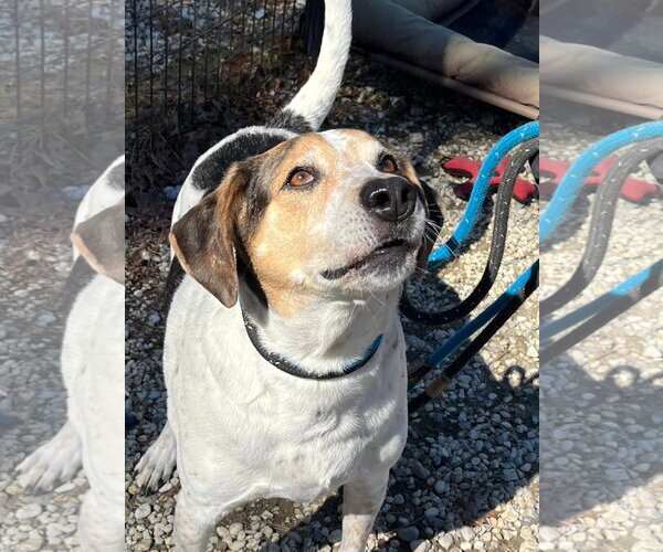 Medium Photo #4 Mutt Puppy For Sale in Manahawkin, NJ, USA