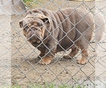 Small Photo #1 English Bulldog Puppy For Sale in LOS ANGELES, CA, USA