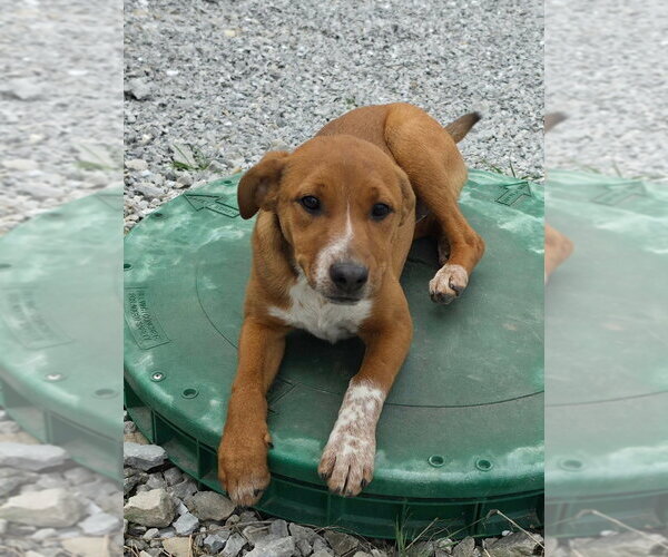 Medium Photo #4 Jack Russell Terrier-Mountain Cur Mix Puppy For Sale in Aurora, IN, USA