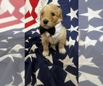 Puppy Snoopy Goldendoodle