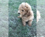Small Photo #12 Labradoodle-Poodle (Miniature) Mix Puppy For Sale in BOWLING GREEN, KY, USA