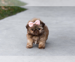 Small #1 Shih Tzu