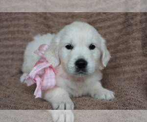 Golden Retriever Puppy for sale in SHILOH, OH, USA