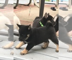 Small Photo #8 Shiba Inu Puppy For Sale in ELIZABETH CITY, NC, USA
