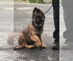 Small #3 German Shepherd Dog