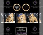 Puppy Lover Boy AKC Poodle (Toy)