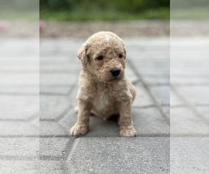 Goldendoodle Puppy for sale in MARYVILLE, MO, USA