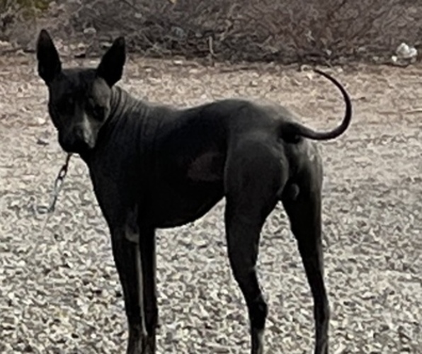 Medium Photo #1 Xoloitzcuintli (Mexican Hairless) Puppy For Sale in LAS CRUCES, NM, USA
