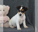 Small Photo #1 Jack Russell Terrier Puppy For Sale in LEBANON, PA, USA
