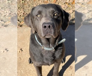 Father of the Labrador Retriever puppies born on 03/11/2024