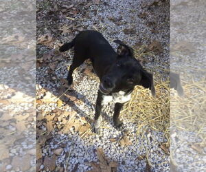 Buford - Male Mutt Dog for Adoption - Photo #2