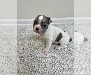 French Bulldog Puppy for sale in CHARLESTON, SC, USA