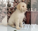 Small Photo #12 Goldendoodle Puppy For Sale in GOLDEN CITY, MO, USA