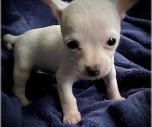 Chihuahua Puppy for sale in LEBANON, NJ, USA