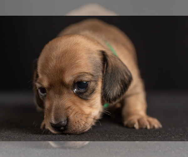 Medium Photo #47 Dachshund Puppy For Sale in CROWLEY, TX, USA