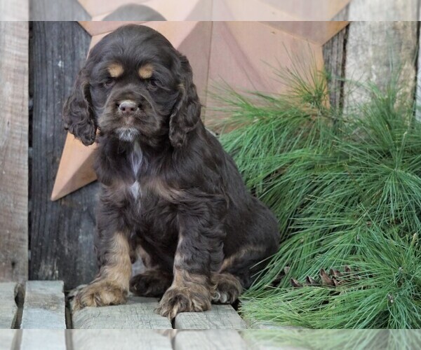Medium Photo #1 Cocker Spaniel Puppy For Sale in FREDERICKSBG, OH, USA