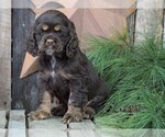 Small Photo #1 Cocker Spaniel Puppy For Sale in FREDERICKSBG, OH, USA