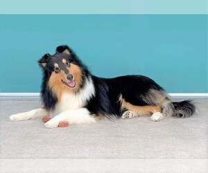 Collie Puppy for sale in SARASOTA, FL, USA