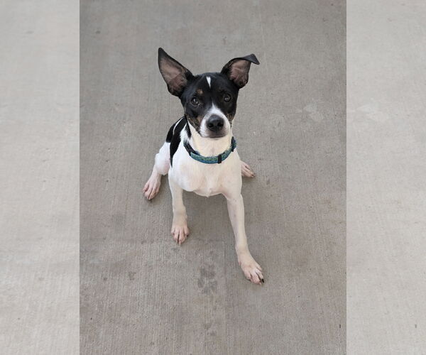 Medium Photo #2 Rat Terrier-Unknown Mix Puppy For Sale in Oakhurst, NJ, USA