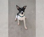 Small #1 Rat Terrier Mix