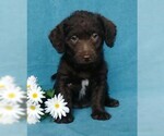 Small Photo #5 Labradoodle Puppy For Sale in FREDERICKSBG, OH, USA