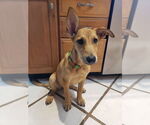 Small #1 German Shepherd Dog