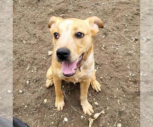 Mutt Dogs for adoption in San Antonio, TX, USA