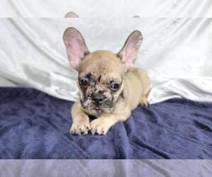 French Bulldog Puppy for sale in BEVERLY HILLS, CA, USA