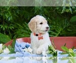 Small Photo #5 Goldendoodle Puppy For Sale in BRANDON, FL, USA
