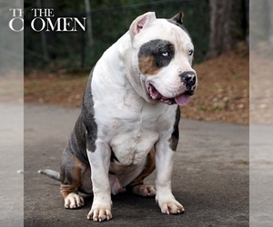 Father of the American Bully puppies born on 01/31/2024