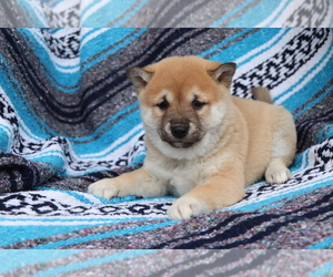 Shiba Inu Puppy for sale in SHILOH, OH, USA