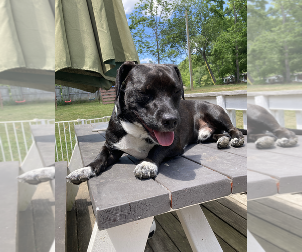 Medium Photo #6 Mutt Puppy For Sale in Candler, NC, USA