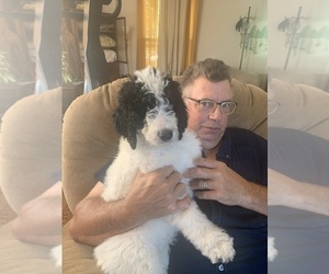 Mutt Puppy for sale in RICHMOND, IL, USA