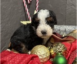 Small Photo #16 Bernedoodle Puppy For Sale in ATHENS, WI, USA