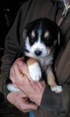 Australian Cattle Dog-Unknown Mix Puppy for sale in GREENFIELD, OH, USA