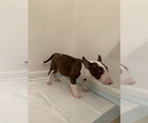 Bull Terrier Puppy for sale in BIRMINGHAM, AL, USA