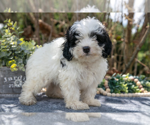 Medium Cavapoo