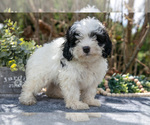 Puppy Sutton Cavapoo