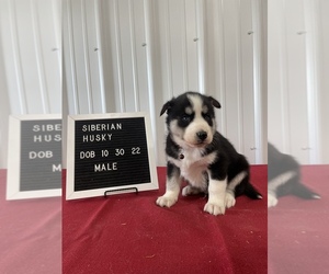 Siberian Husky Puppy for sale in OKAWVILLE, IL, USA
