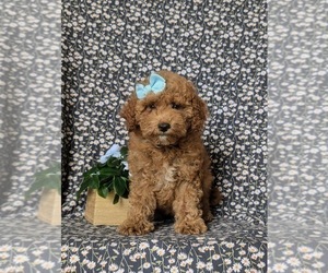 Goldendoodle (Miniature) Puppy for sale in COCHRANVILLE, PA, USA